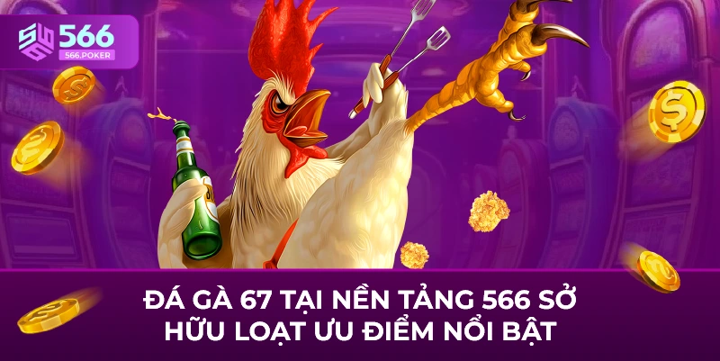 Đá gà tại nền tảng 566 sở hữu loạt ưu điểm nổi bật